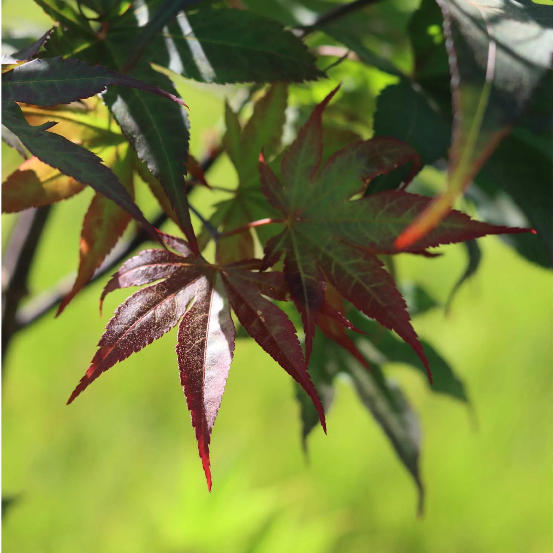 Japanese Maple Tree | Acer palmatum 'Bloodgood'