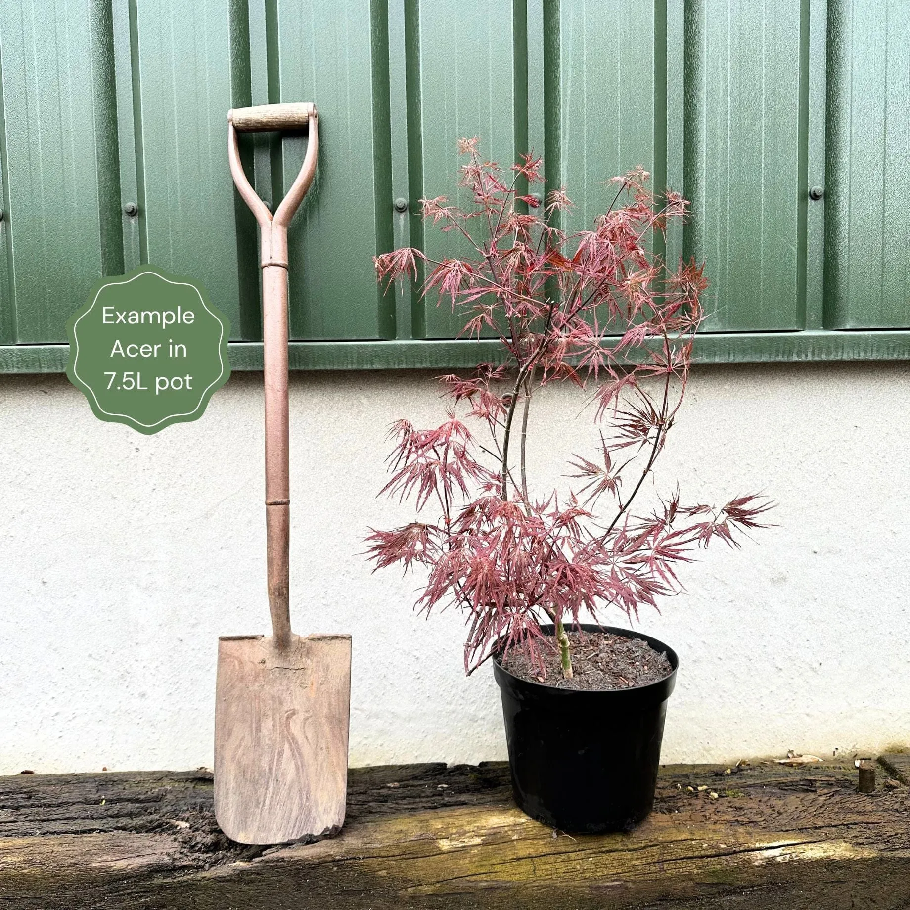 Japanese Maple Tree | Acer palmatum 'Bloodgood'