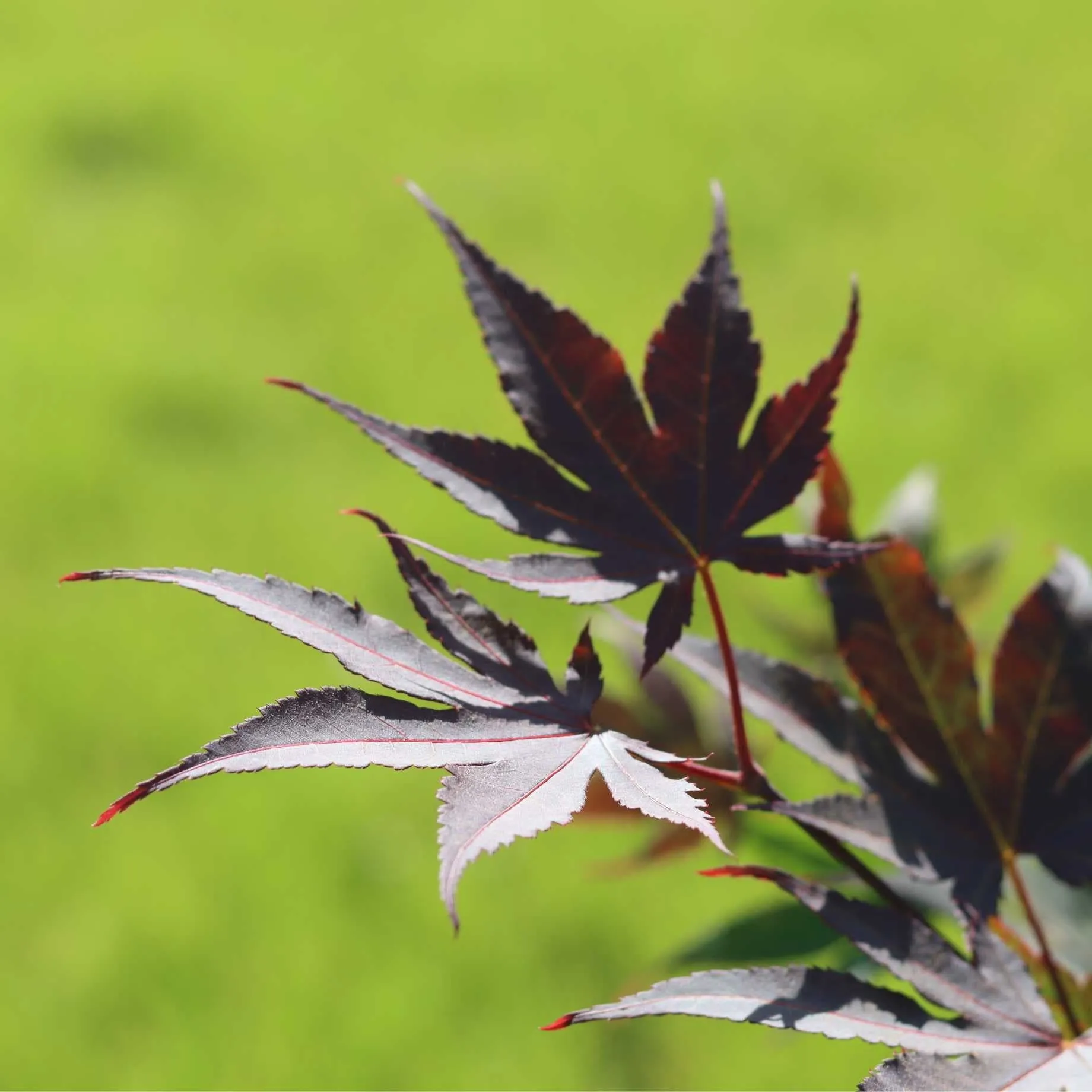 Japanese Maple Tree | Acer palmatum 'Bloodgood'