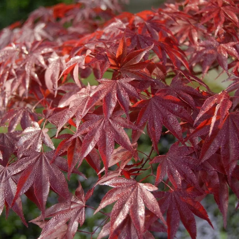 Japanese Maple Tree | Acer palmatum 'Bloodgood'