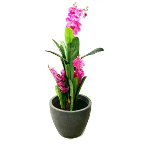 Pink Orchid Tree 130cm