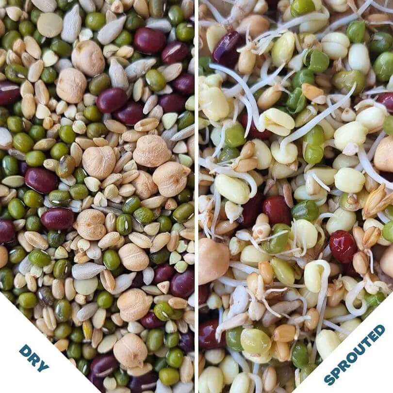 Raw for Birds Sprouting Blend 1kg