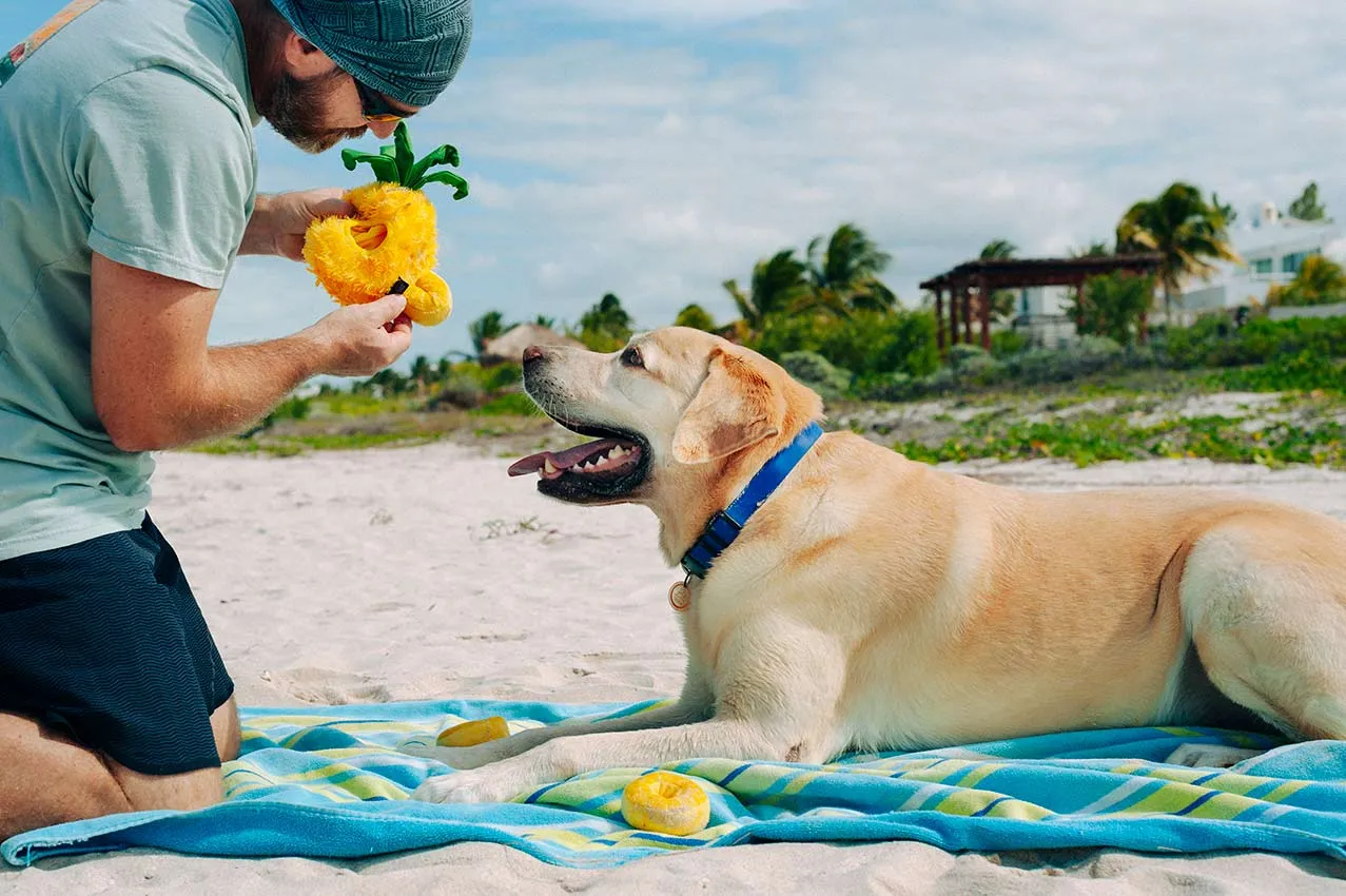 Tropical Paradise Squeaky Plush Dog toys, Bundle