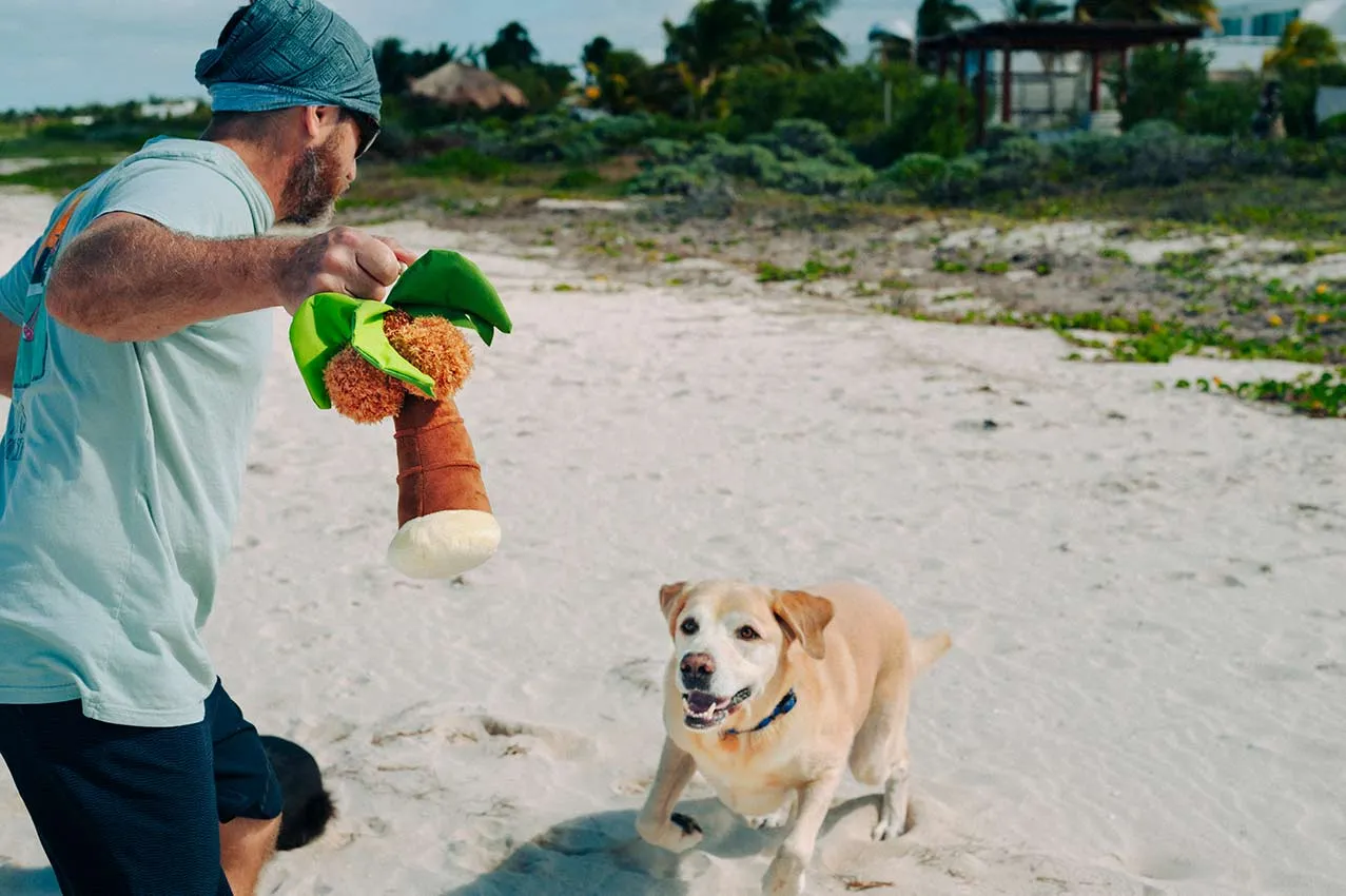 Tropical Paradise Squeaky Plush Dog toys, Bundle