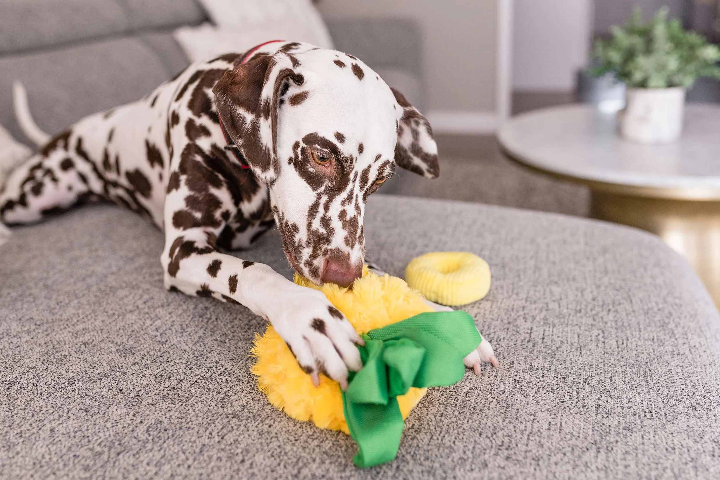 Tropical Paradise Squeaky Plush Dog toys, Paws Up Pineapple